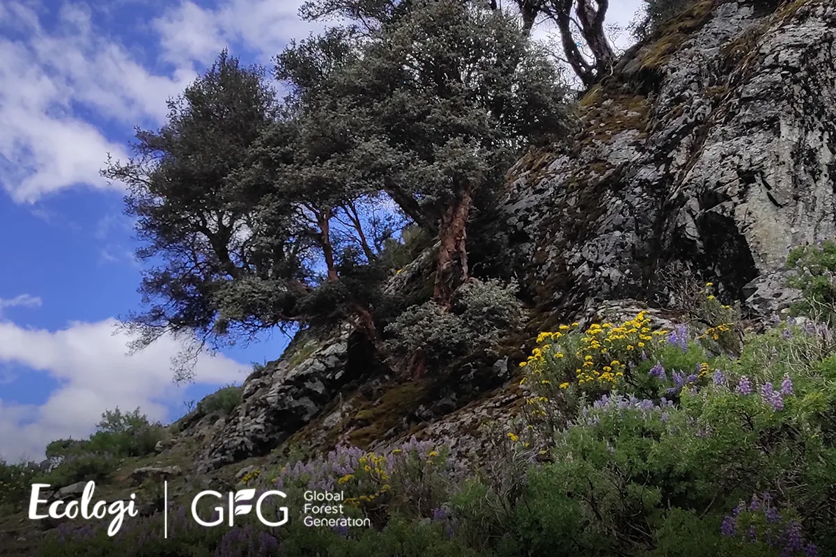 A mountain side with a tree on top of it.